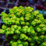 REx Pink Tips Florida Acro.jpg