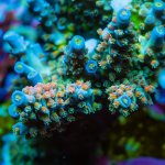 REx Promising Tenuis Acro.jpg