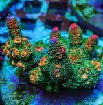 REx Rainbow Crazy Mille Acro.jpg