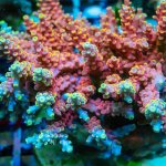 REx Rainbow Frodo Acro.jpg