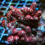 REx Red Dawn Acro.jpg