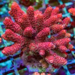 REx Red-Orange Bomb Mille Acro.jpg