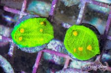 The Coral Farm MA -93.jpg