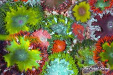 The Coral Farm MA -154.jpg