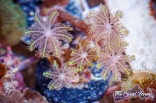 The Coral Farm MA -208.jpg