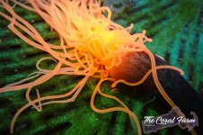 The Coral Farm MA 12122024-20.jpg