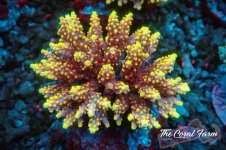 The Coral Farm MA 12122024-44.jpg