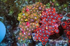 The Coral Farm MA 12122024-177.jpg