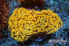 The Coral Farm MA 12122024-392.jpg