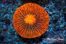 The Coral Farm MA 12122024-422.jpg