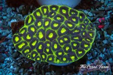 The Coral Farm MA 12122024-438.jpg