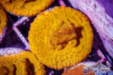 The Coral Farm MA -169.jpg