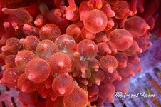 The Coral Farm MA 12122024-55.jpg