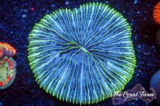 The Coral Farm MA 12122024-263.jpg