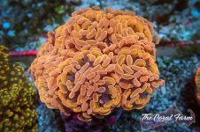 The Coral Farm MA 12122024-396.jpg