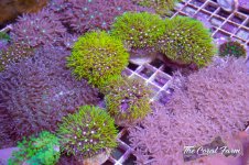 The Coral Farm MA -33.jpg