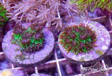 The Coral Farm MA -42.jpg