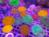 The Coral Farm MA -161.jpg