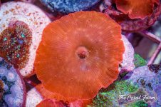 The Coral Farm MA -204.jpg