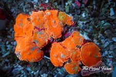 The Coral Farm MA 12122024-253.jpg