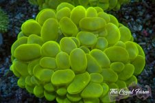 The Coral Farm MA 12122024-339.jpg