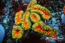 The Coral Farm MA 12122024-443.jpg