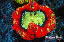 The Coral Farm MA 12122024-523.jpg