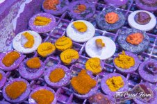 The Coral Farm MA -66.jpg