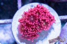 The Coral Farm MA -138.jpg