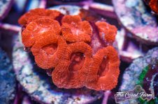 The Coral Farm MA -202.jpg