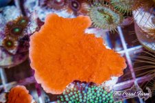 The Coral Farm MA -207.jpg