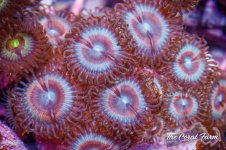 The Coral Farm MA -222.jpg