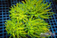 The Coral Farm MA 12122024-117.jpg