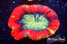 The Coral Farm MA 12122024-313.jpg