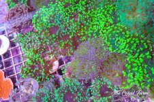 The Coral Farm MA -40.jpg