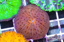 The Coral Farm MA -113.jpg