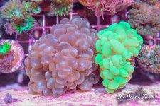 The Coral Farm MA -294.jpg