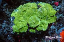 The Coral Farm MA 12122024-276.jpg