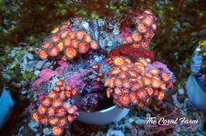 The Coral Farm MA 12122024-283.jpg