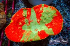 The Coral Farm MA 12122024-415.jpg