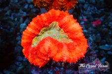 The Coral Farm MA 12122024-452.jpg