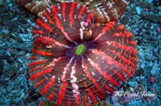 The Coral Farm MA 12122024-475.jpg