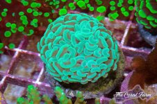 The Coral Farm MA -84.jpg