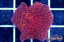 The Coral Farm MA -120.jpg