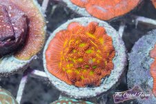 The Coral Farm MA -143.jpg