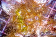 The Coral Farm MA -198.jpg