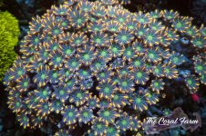 The Coral Farm MA 12122024-165.jpg