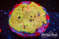 The Coral Farm MA 12122024-187.jpg