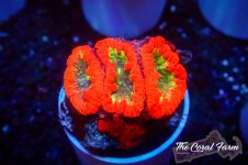 The Coral Farm MA 12122024-221.jpg