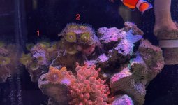 palys one and two.jpeg